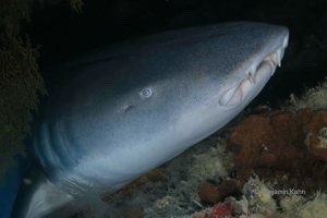 apex-environmental-bkahn_banda_sea_oct2016.24-am apex-environmental-bkahn_banda_sea_oct2016.24-am